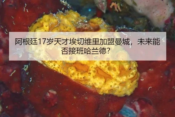 a-gen-ting-sui-tian-cai-ai-qie-wei-li-jia-meng-man-cheng-wei-lai-neng-fou-jie-ban-ha-lan-de-2-869.jpg
